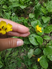 Ranunculus constantinopolitanus