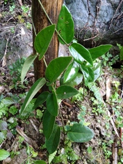 Vincetoxicum hirsutum