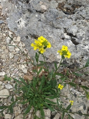 Erysimum cuspidatum