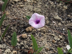 Ipomoea procurrens