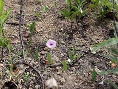 Ipomoea procurrens