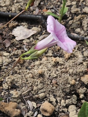 Ipomoea procurrens