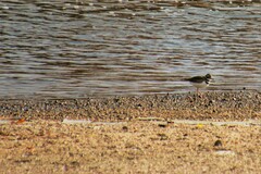 Charadrius vociferus