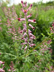 Fumaria bastardii