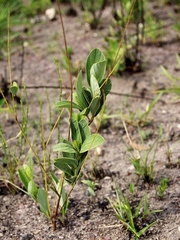 Desmodium platycarpum