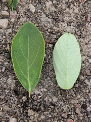 Desmodium platycarpum