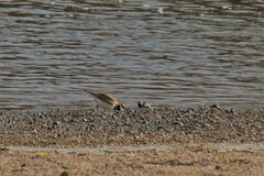 Charadrius vociferus