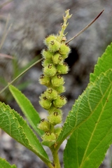 Croton antisyphiliticus