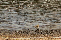 Charadrius vociferus