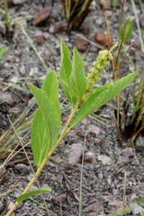 Croton antisyphiliticus