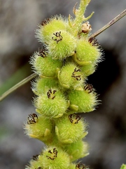 Croton antisyphiliticus