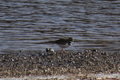 Charadrius vociferus