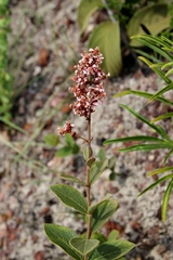 Heteropterys campestris