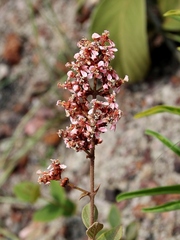 Heteropterys campestris