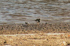 Charadrius vociferus