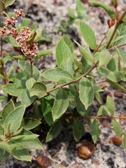 Heteropterys campestris