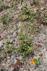 Heteropterys campestris