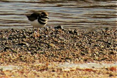 Charadrius vociferus