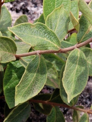 Heteropterys campestris