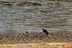 Charadrius vociferus