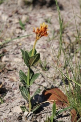Palicourea officinalis