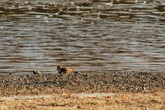 Charadrius vociferus