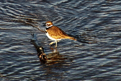 Charadrius vociferus