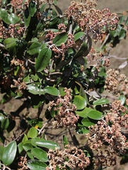 Miconia albicans