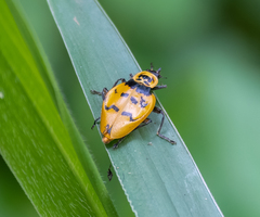 Chauliognathus spinipennis