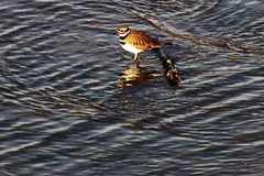 Charadrius vociferus