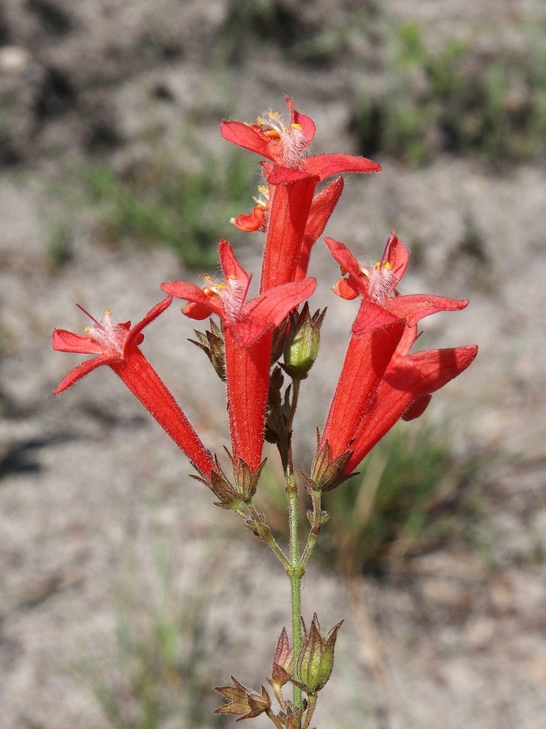 Hypenia macrantha