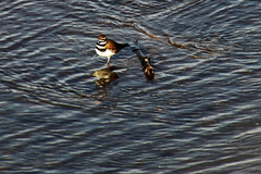 Charadrius vociferus