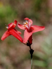 Hypenia macrantha