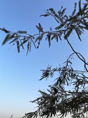 Vachellia tortilis