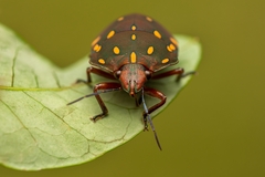 Pachycoris torridus