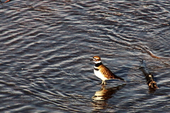 Charadrius vociferus