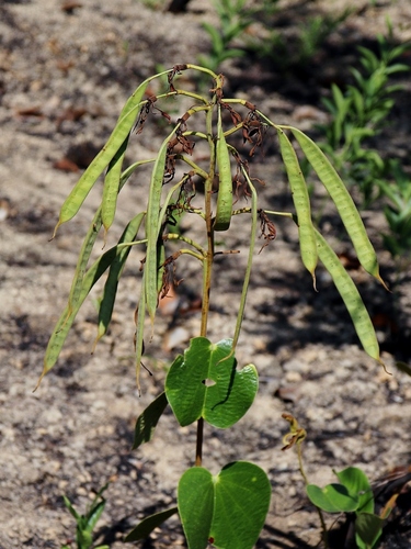 Bauhinia rufa observed 2022-10-11