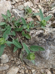 Prunella laciniata