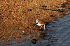 Charadrius vociferus