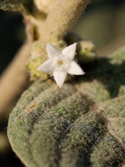 Sabicea brasiliensis