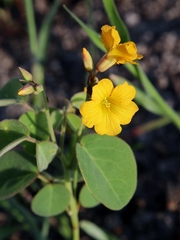Oxalis suborbiculata