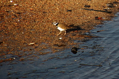 Charadrius vociferus