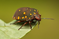 Pachycoris torridus