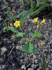 Oxalis suborbiculata