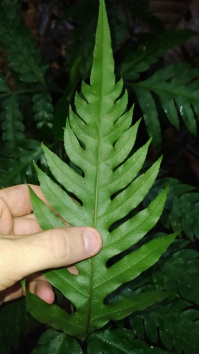 Tall Brake (Pteris altissima)