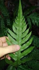 Pteris altissima