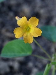 Oxalis suborbiculata