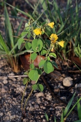 Oxalis suborbiculata