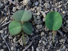 Oxalis suborbiculata