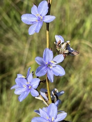 Aristea ecklonii